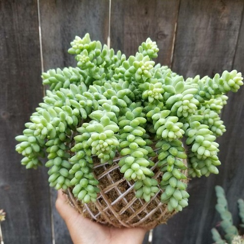 Stuning succulent look Like Jewelry Strings 3