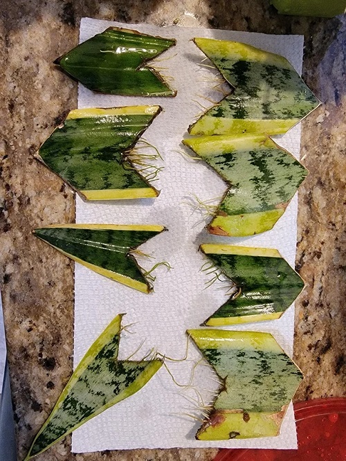 snake plant propagation in water 1