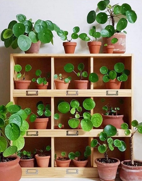 Chinese Money Plant Display Ideas 1