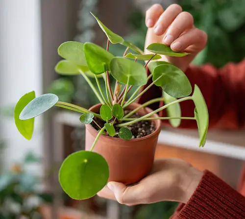 Propagating pilea From a Leaf 2