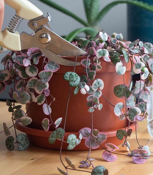 cutting string of hearts