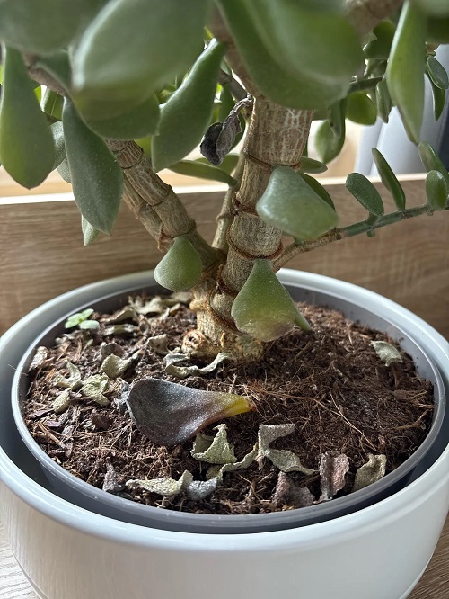 tips to save dying jade plant 2