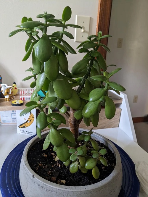 tips to save dying jade plant 1