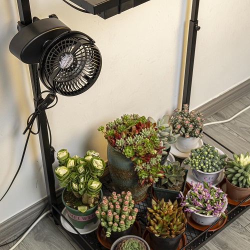 Tips for Succulents This Summer 3