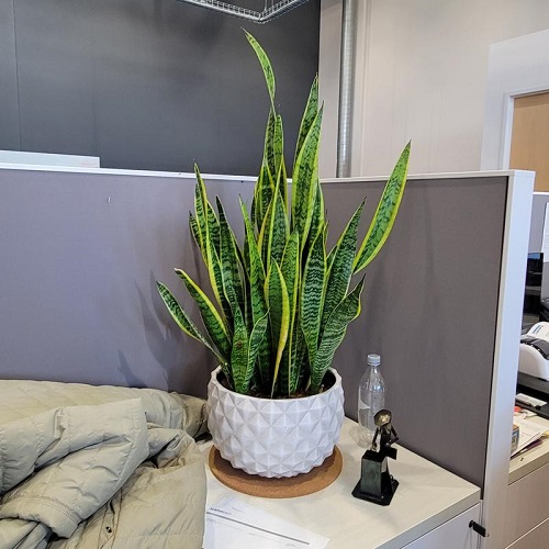 snake plant 
Boosts Productivity and Sense of Peace