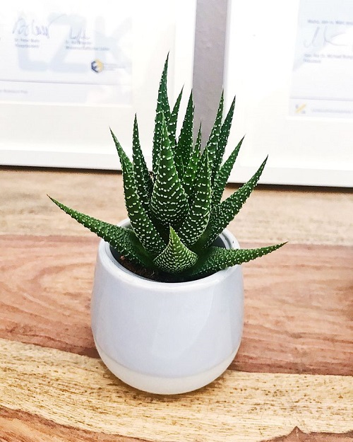 Skipping the Dormancy Cues for haworthia