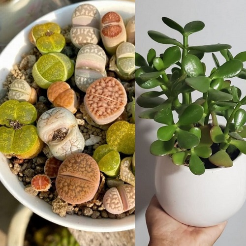 Succulents You Shouldn’t Grow Together 2