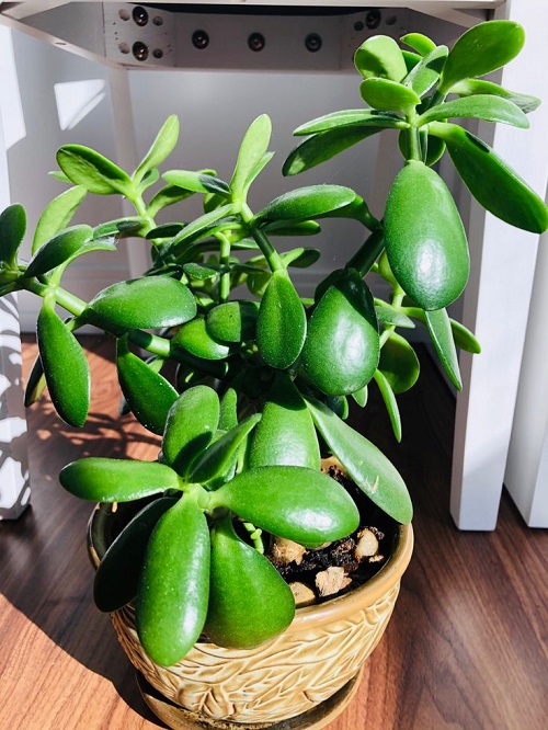Succulents That Can Grow on a Sunny Windowsill in July Heat 3