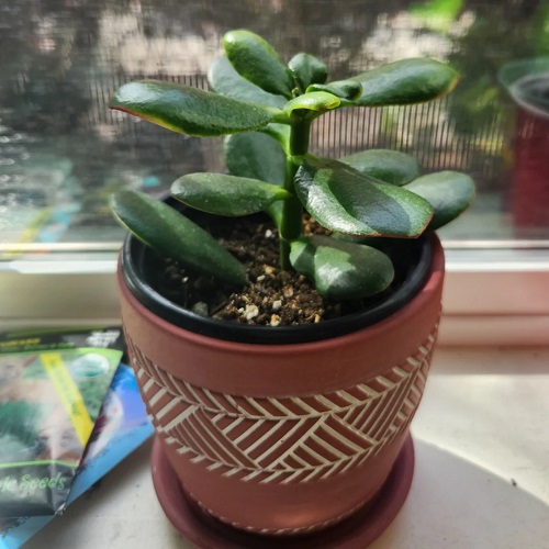save jade plant 1