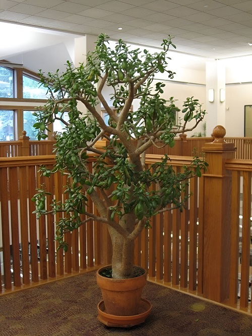 How To Grow the Tallest Jade Plant 1