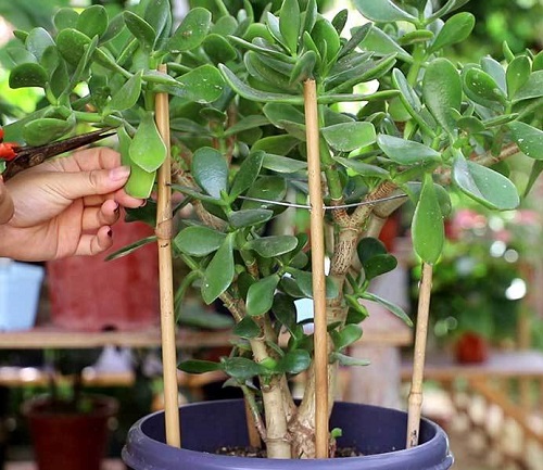 How to Grow the Tallest Jade Plant 5