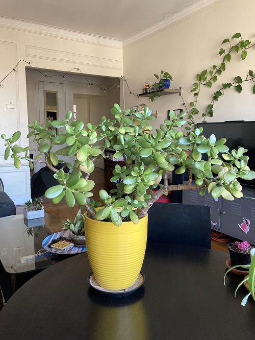 Succulents That Improve Mood and Reduce Anxiety 3