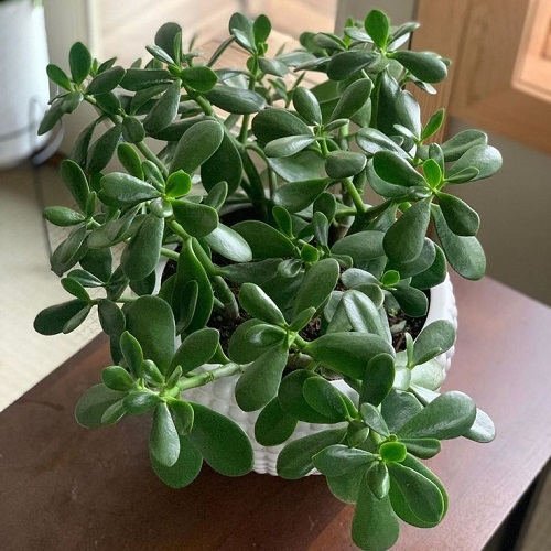 Encourage New Growth on Your Jade Plant 1