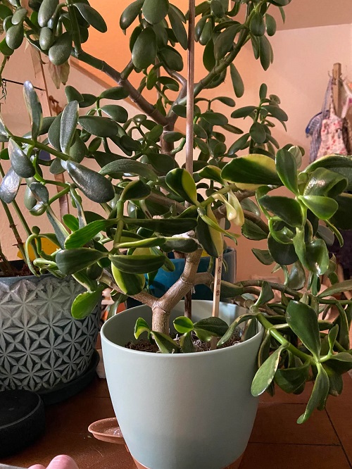 jade plant support