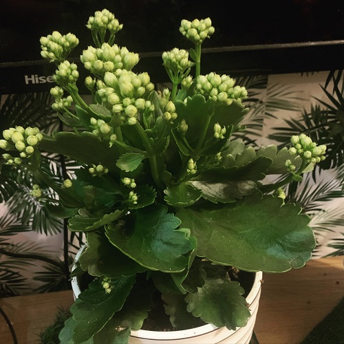 Tricks to Keep Kalanchoe Bushy 3