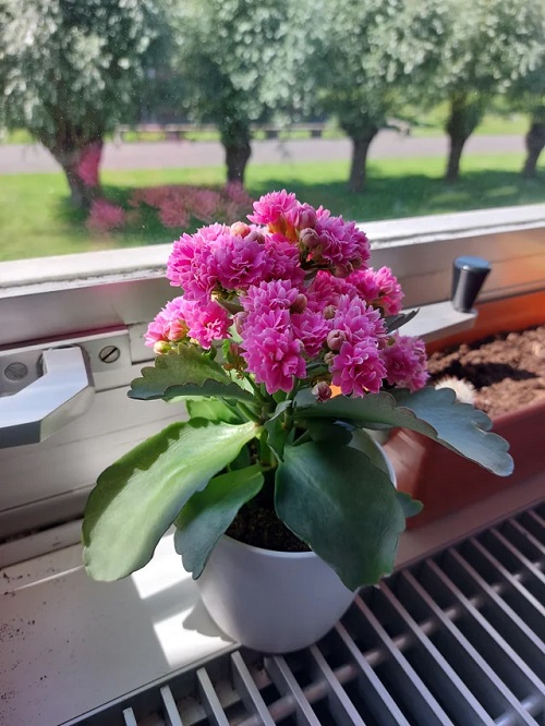 temprature to Keep Kalanchoe Bushy