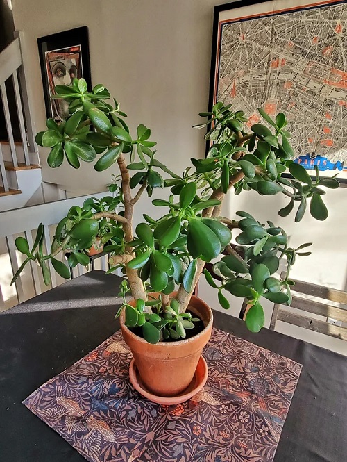 How to Grow the Tallest Jade Plant 3