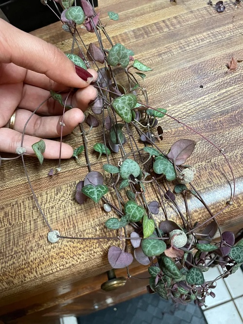 locate nodesof string of hearts