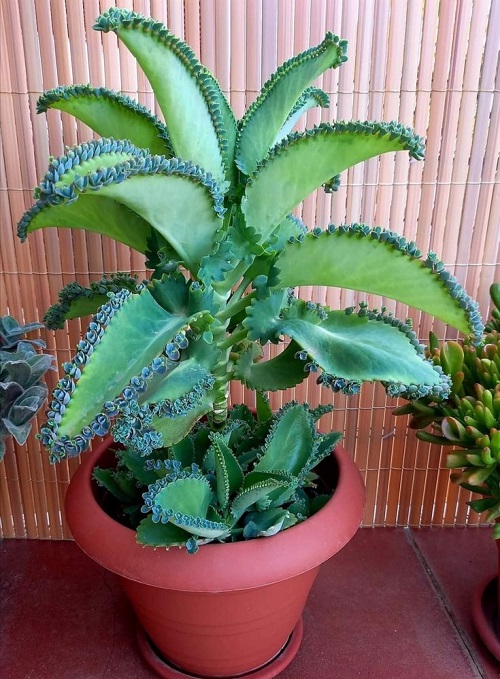Propagating Mother of Thousands 2