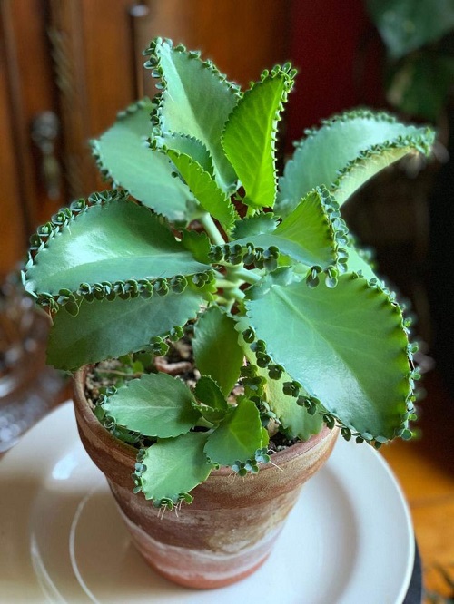 Houseplants That Can Grow Plantlets from Leaves