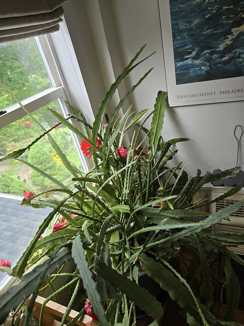 Can You Grow Cactus in a Bathroom