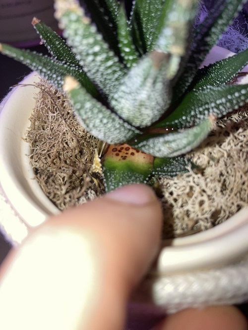pest on haworthia