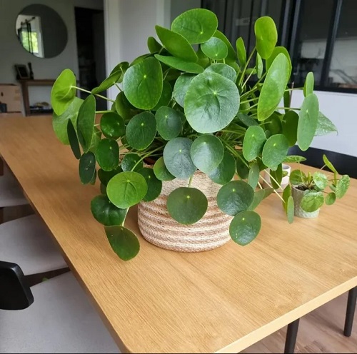 Care Chinese money plant