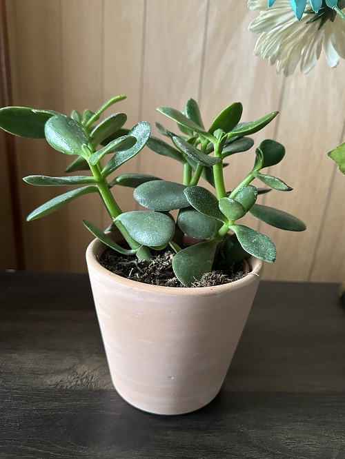 Encourage New Growth on Your Jade Plant 5