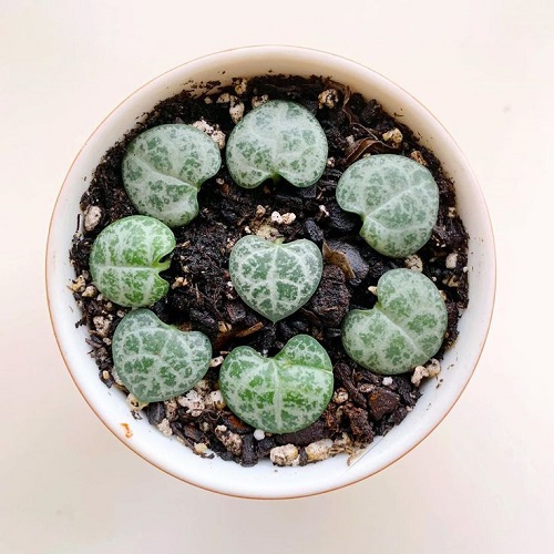 propagate for Bushier String of Hearts 