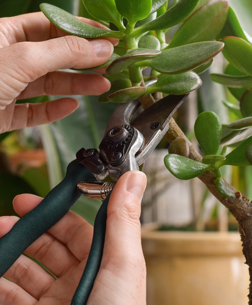 Prune jade plant