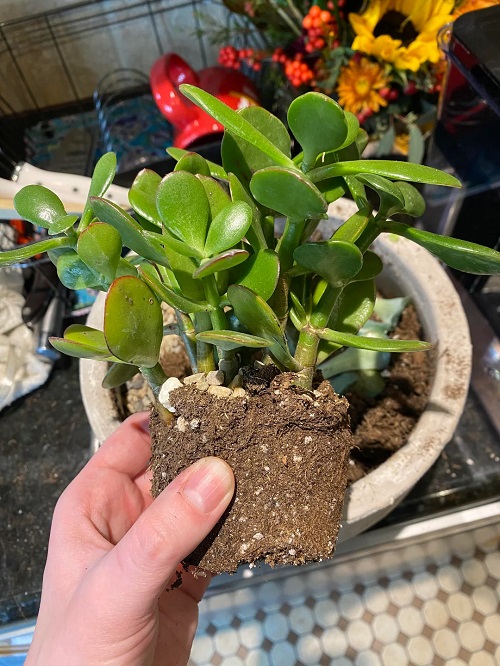 tricks for dying jade plant 3