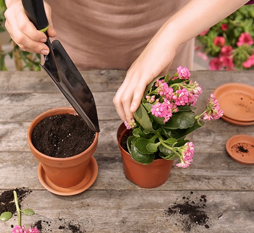 repot Kalanchoe to keep Bushy