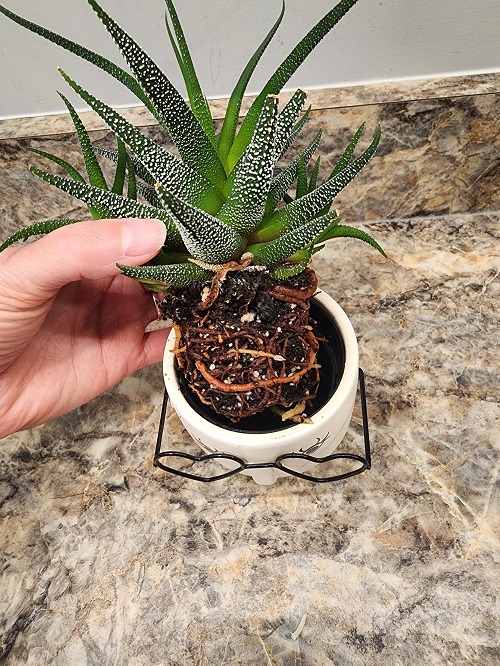 Crowded Roots, No Room to Grow for haworthia