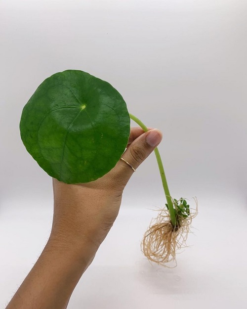 roots on chinese Money plant leaf