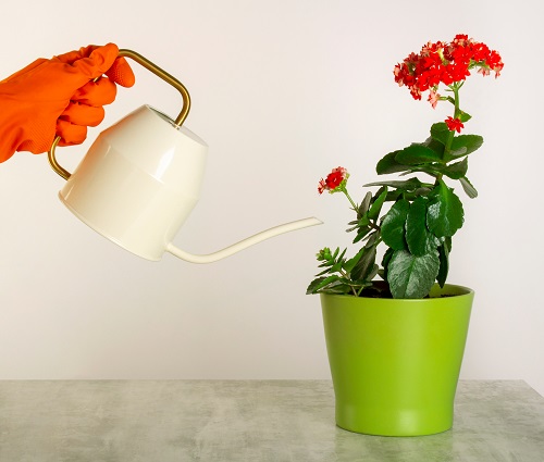 watering to Keep Kalanchoe Bushy