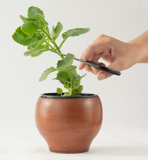 prune Kalanchoe for Bushy growth