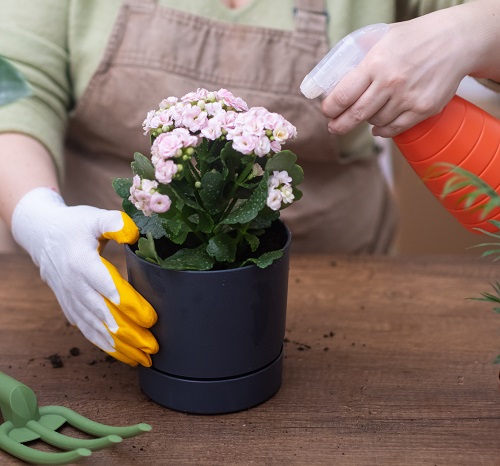 Fertilize Kalanchoe for healthy growth