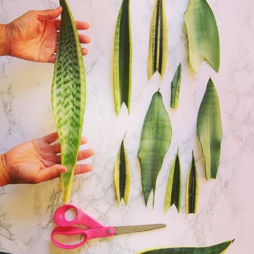 cutting snake plant leaves