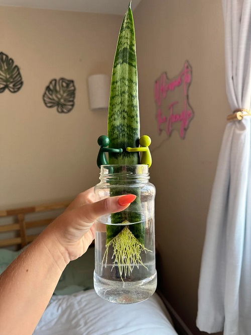 cutting snake plant leaves 2