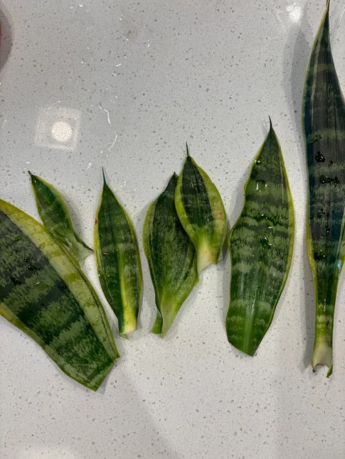 grow snake plant in water 2