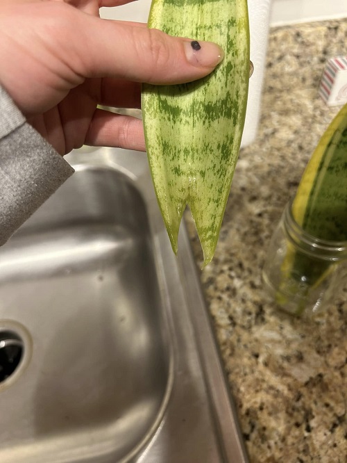 Add a ‘V’ Cut at the Base of snake plant leaf