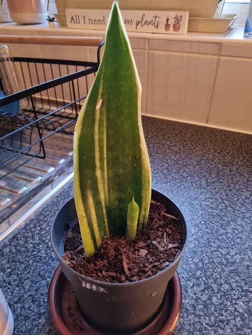 snake plant Transplanting to Soil