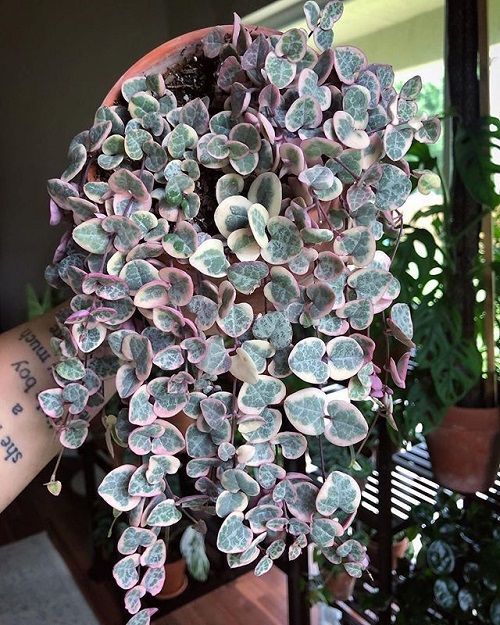  General Care for String of Hearts