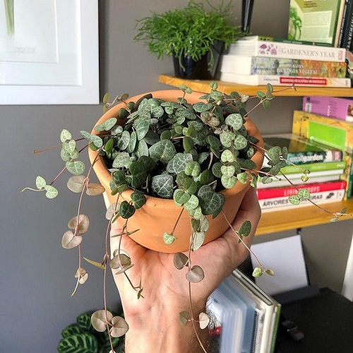 beautiful String of Hearts 