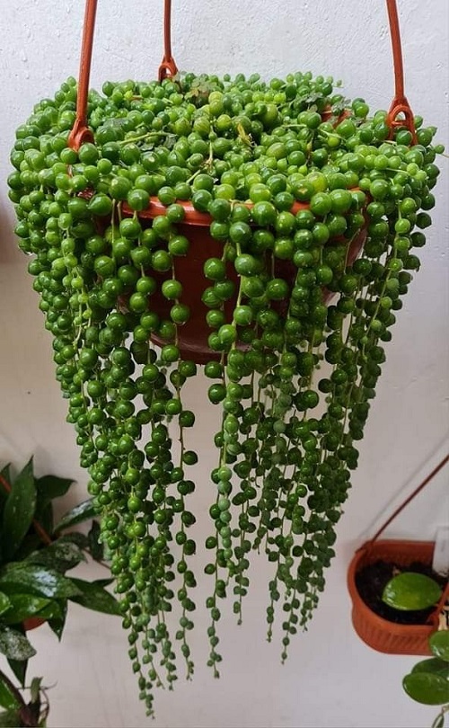 Succulents That Look Like Jewelry Strings 1