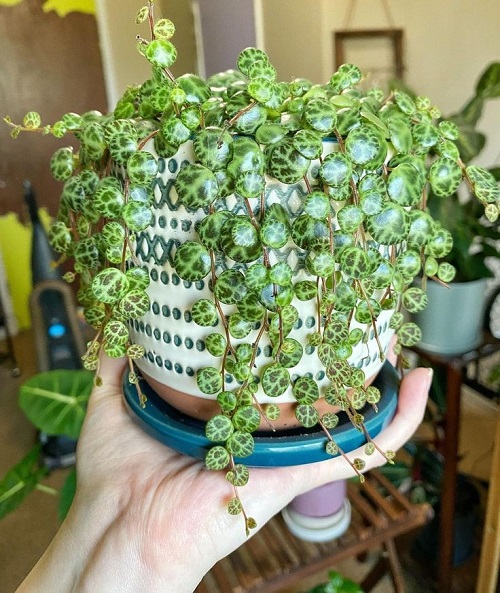 Beautiful succulent look Like Jewelry Strings 3