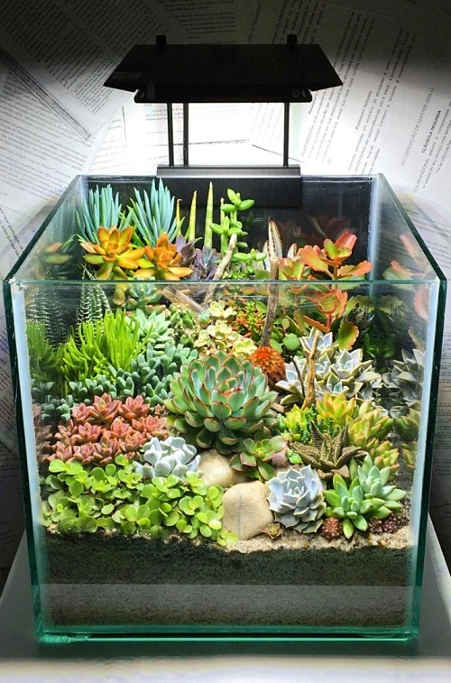Succulent Aquarium Ideas 1