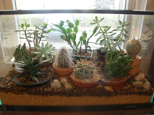 Succulent terrarium 3