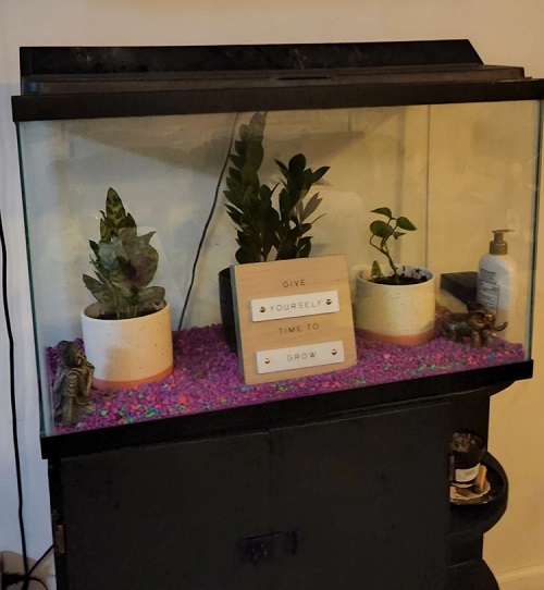 Succulent Aquarium Ideas 3