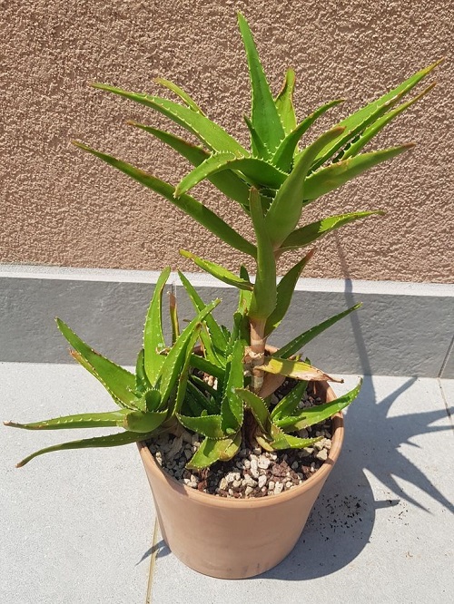 Requirements of Succulents 5